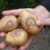 Choroby wirusowe ziemniaków